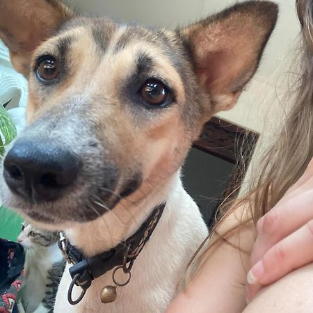 Alass Ga For Pets Lovers ตรินโคมาลี ภายนอก รูปภาพ