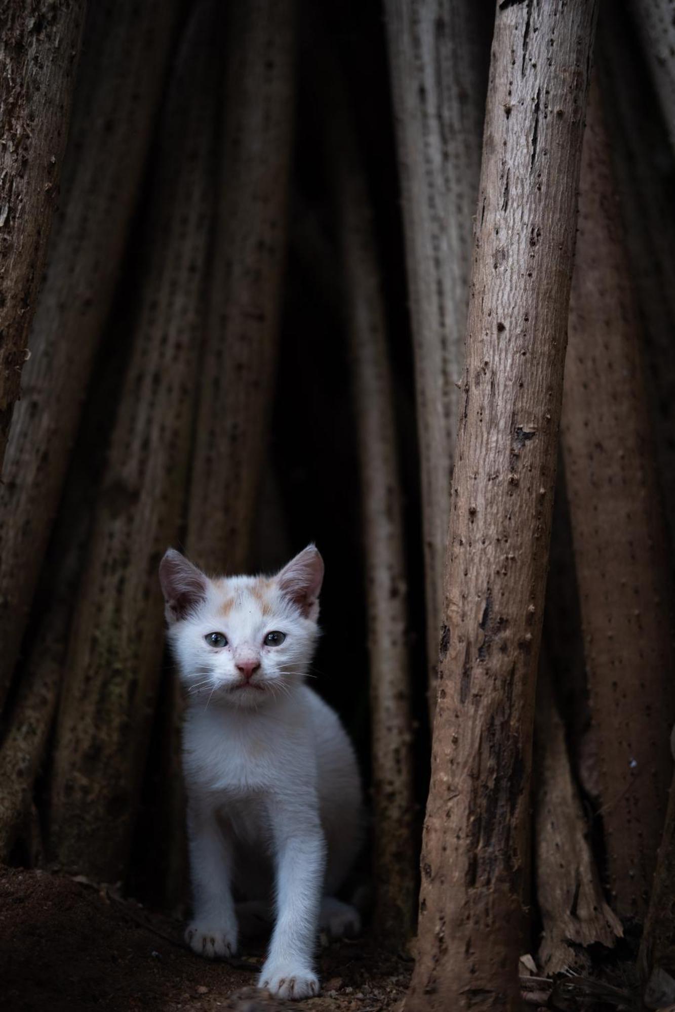 Alass Ga For Pets Lovers ตรินโคมาลี ภายนอก รูปภาพ