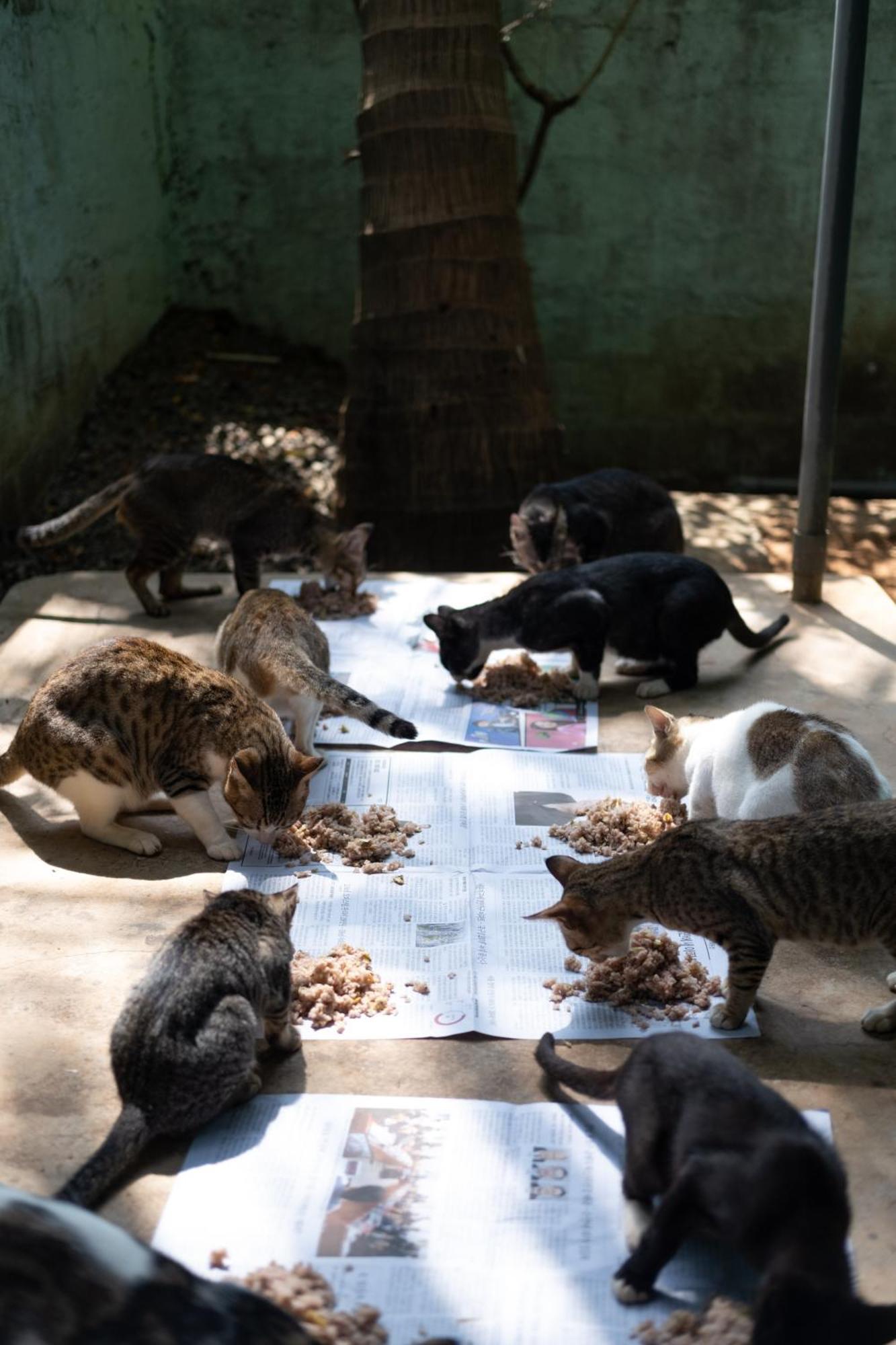 Alass Ga For Pets Lovers ตรินโคมาลี ภายนอก รูปภาพ