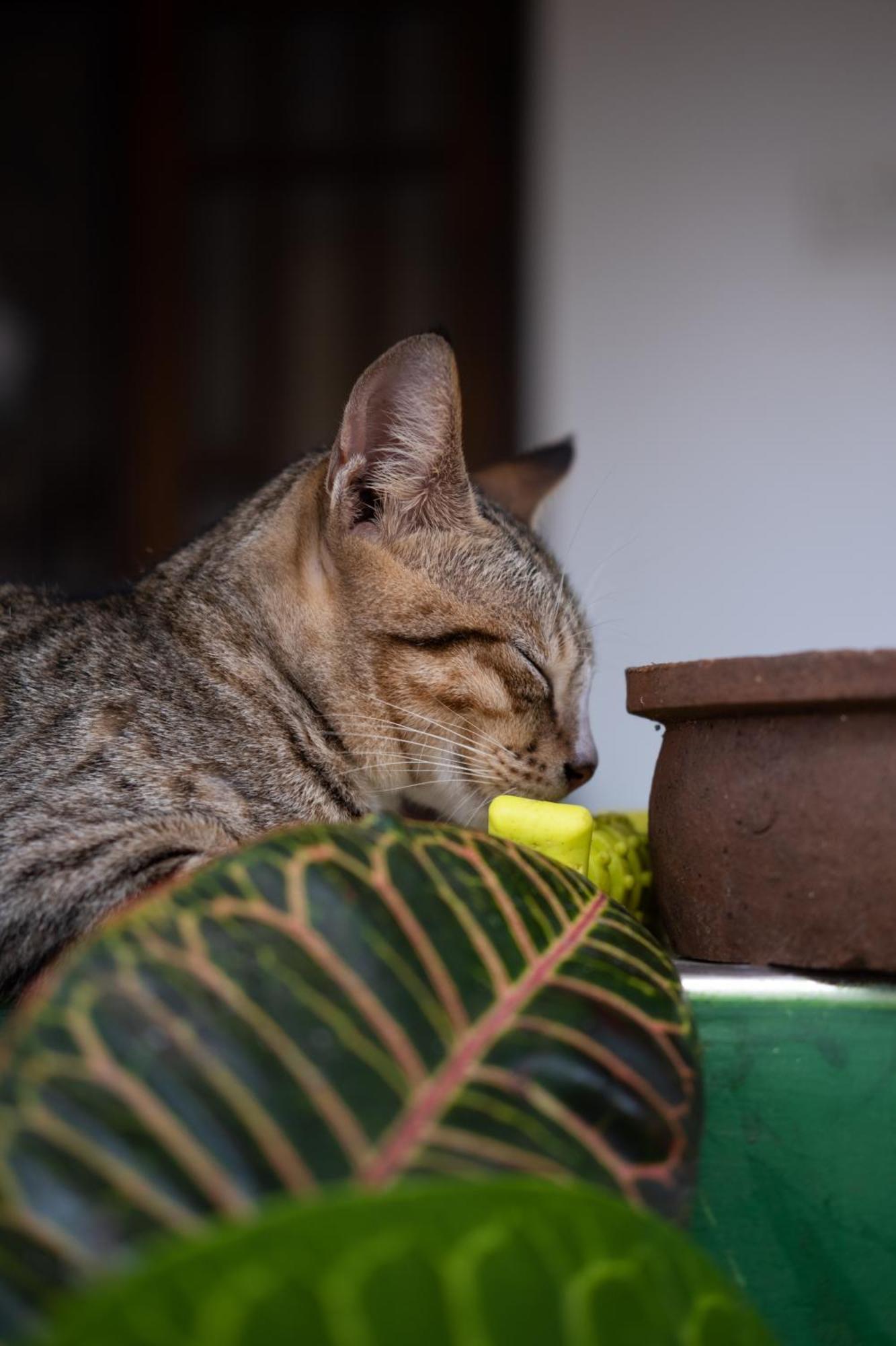 Alass Ga For Pets Lovers ตรินโคมาลี ภายนอก รูปภาพ