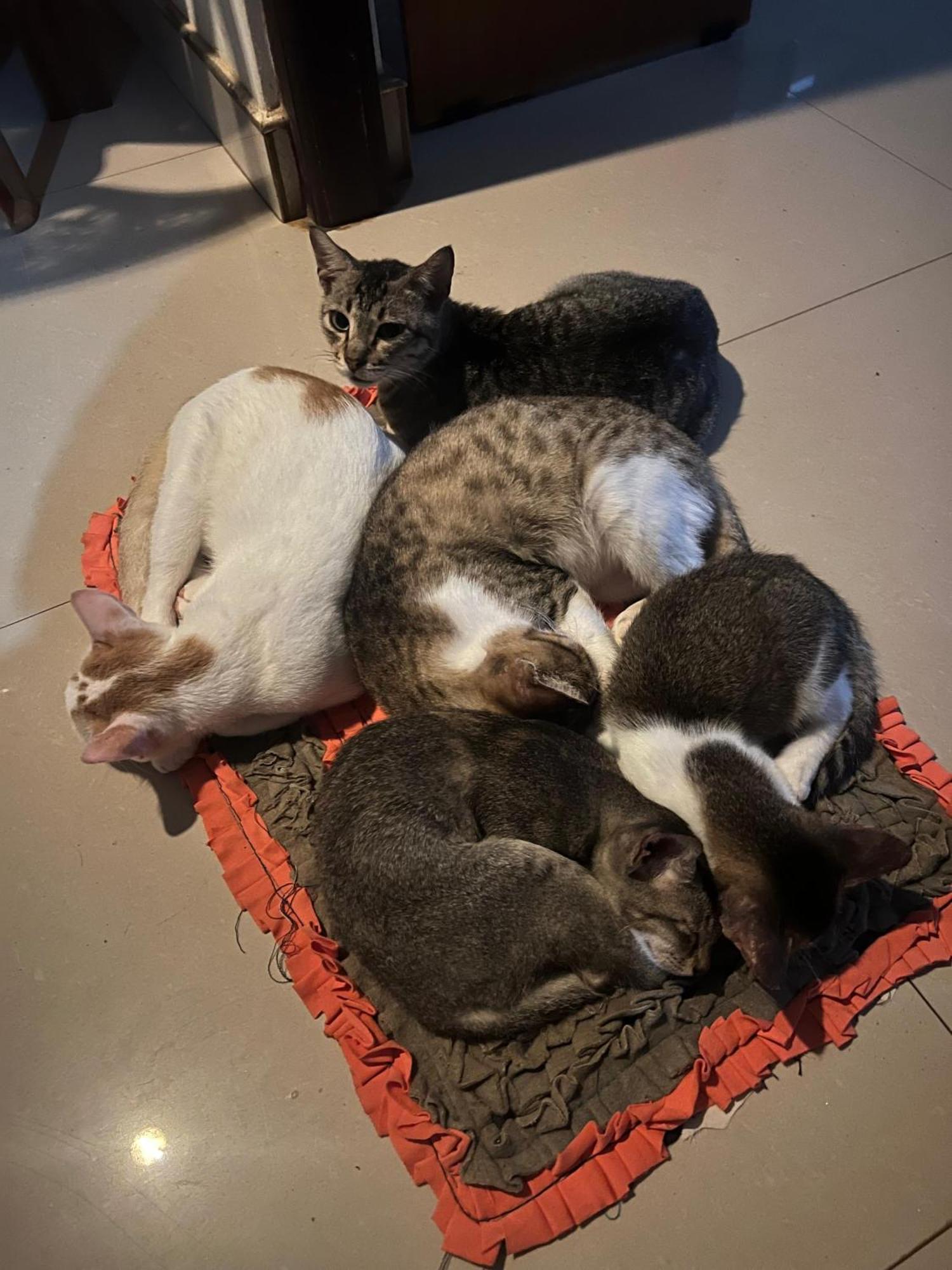 Alass Ga For Pets Lovers ตรินโคมาลี ภายนอก รูปภาพ
