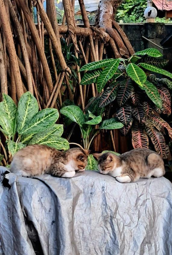 Alass Ga For Pets Lovers ตรินโคมาลี ภายนอก รูปภาพ