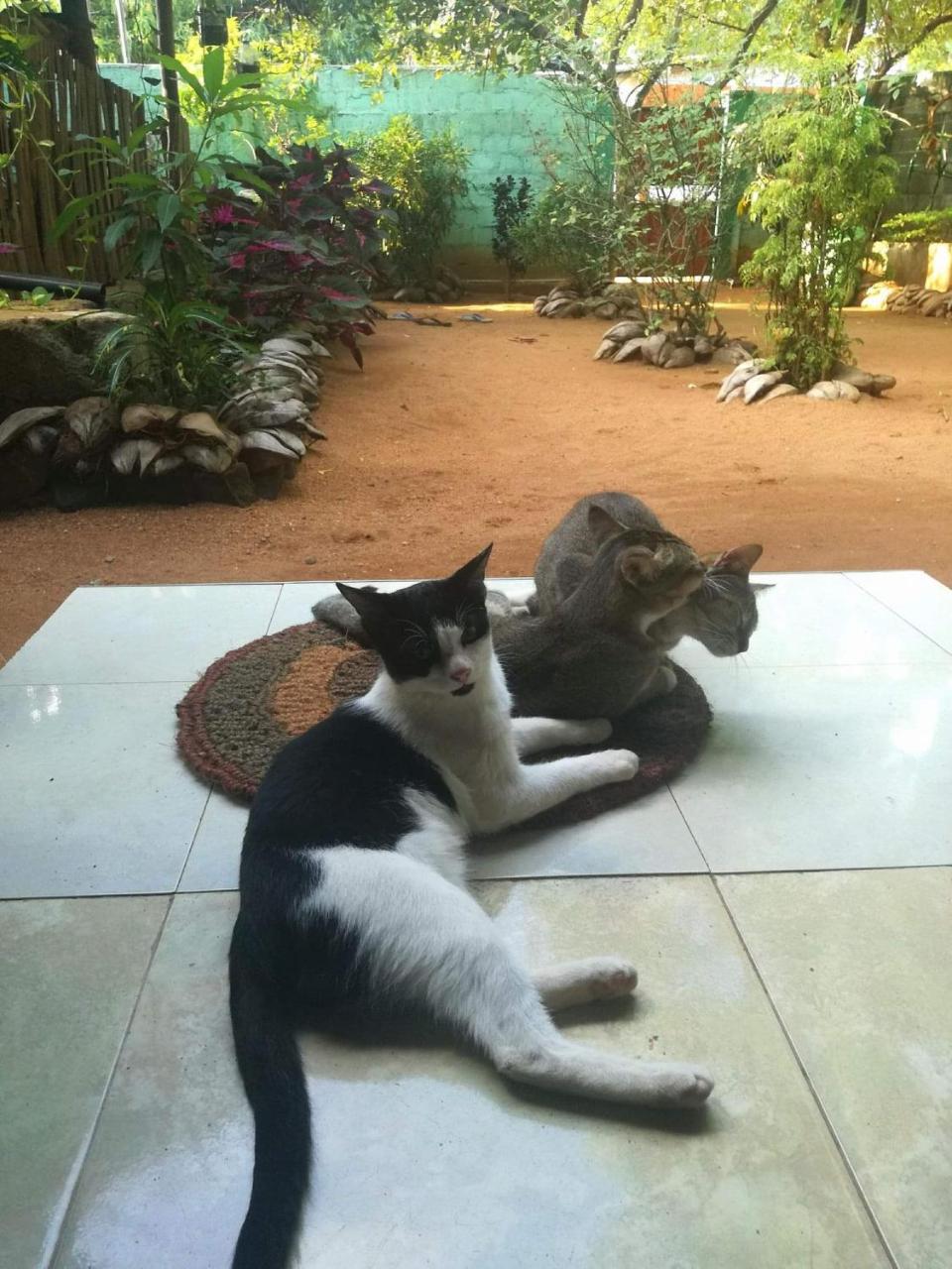 Alass Ga For Pets Lovers ตรินโคมาลี ภายนอก รูปภาพ