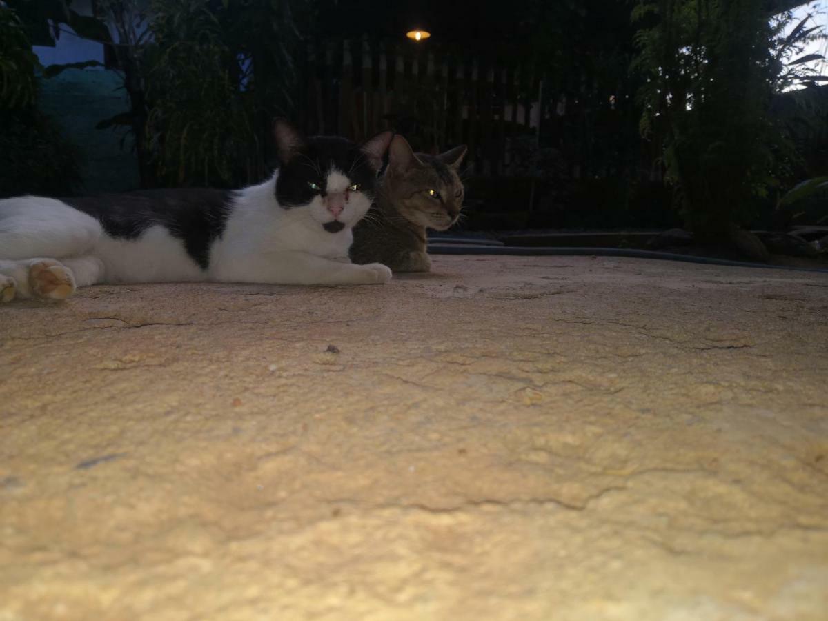 Alass Ga For Pets Lovers ตรินโคมาลี ภายนอก รูปภาพ